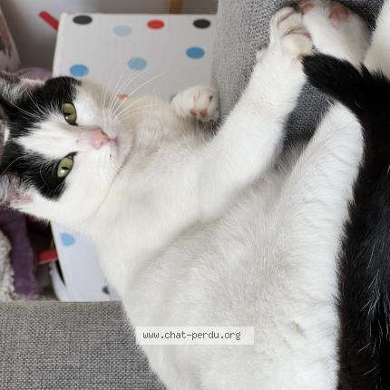 Photo 1/1 Cat reunited Lost in Saint theoffrey