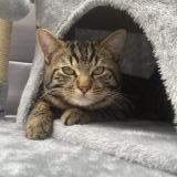 Picture of cat lost at Dunkerque