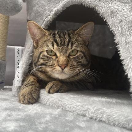 Photo 1/1 Hayko Chat lost in Dunkerque