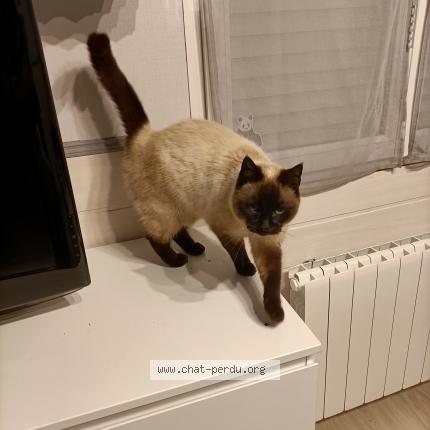 Photo 1/1 Timie Chat lost in Louville la chenard