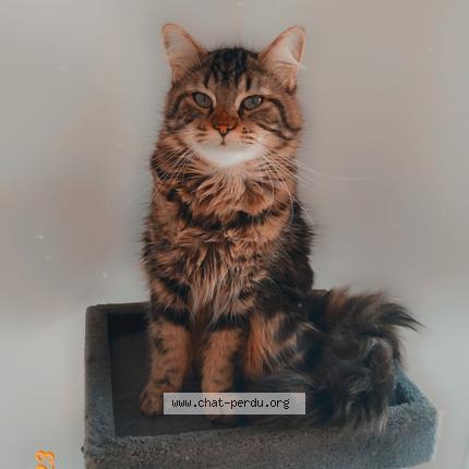 Photo 1/1 Simba Chat lost in Santeuil