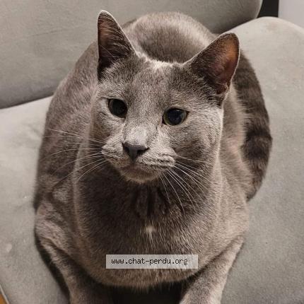 Photo 1/1 Dobby Chat lost in Montreal