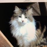 Picture of cat lost at Rubempre