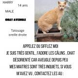 Picture of cat lost at Sundhoffen