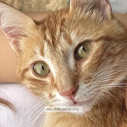 Foto van vermiste kat in Braine L Alleud