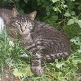 Picture of cat lost at Navilly