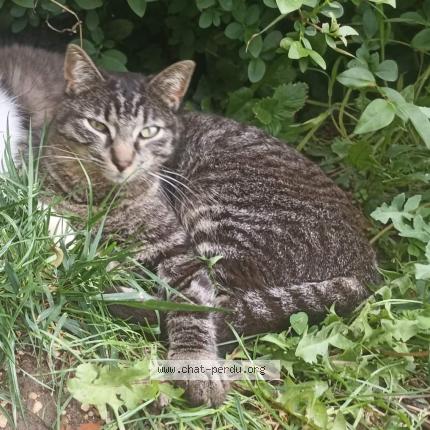 Photo 1/1 Sancho Chat lost in Navilly