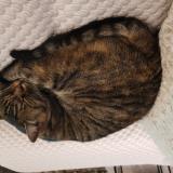 Picture of cat lost at Orvault