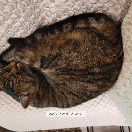 Photo 1/1 sushi Chat lost in Orvault