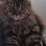 Picture of cat lost at Aubinges