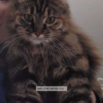 Photo 1/1 LAYA Chat lost in Aubinges