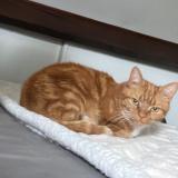 Picture of cat lost at Miribel