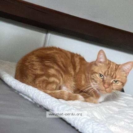 Photo 1/1 Sunday Chat lost in Miribel