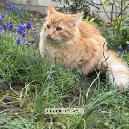 Photo 1/1 Bengala Chat lost in Savigny sur orge