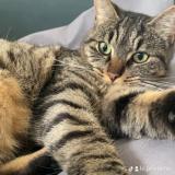 Picture of cat lost at Saint Crespin Sur Moine