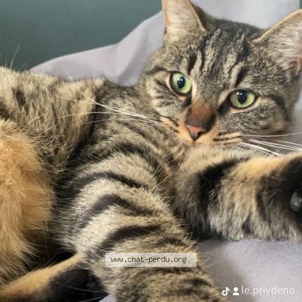 Photo 1/1 Tao Chat lost in Saint crespin sur moine