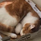 Picture of cat lost at Laurabuc