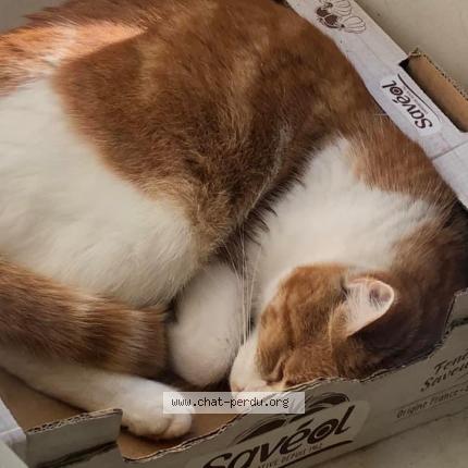 Photo 1/1 Berlioz dit Mimi Chat lost in Laurabuc