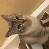 Picture of cat lost at Hagondange