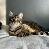 Picture of cat lost at Wavrin