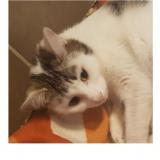 Picture of cat lost at Saint Gratien