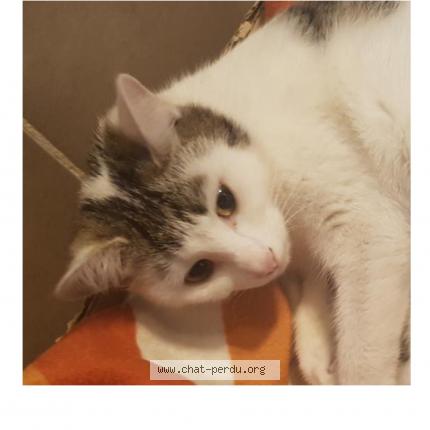 Photo 1/5 Chouquette Chat lost in Saint gratien