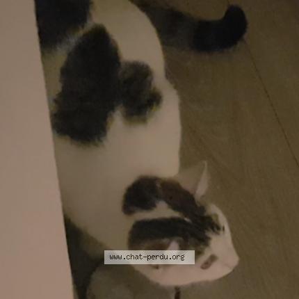 Photo 2/5 Chouquette Chat lost in Saint gratien
