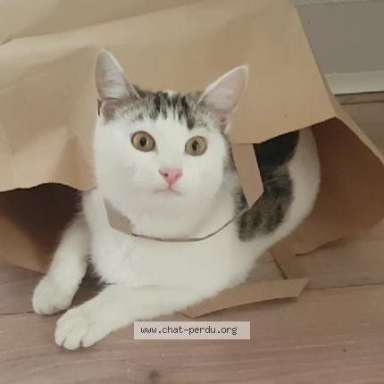 Photo 3/5 Chouquette Chat lost in Saint gratien