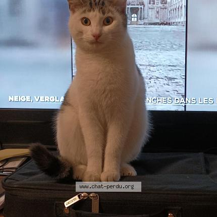 Photo 4/5 Chouquette Chat lost in Saint gratien