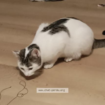 Photo 5/5 Chouquette Chat lost in Saint gratien