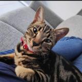 Picture of cat lost at Benesse Maremne