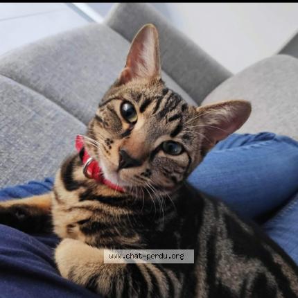 Photo 1/1 Chatte Chat lost in Benesse maremne