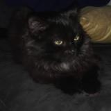 Picture of cat lost at Le Foeil