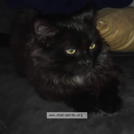 Photo 1/1 Moogli Chat lost in Le foeil