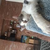 Picture of cat lost at Fraire