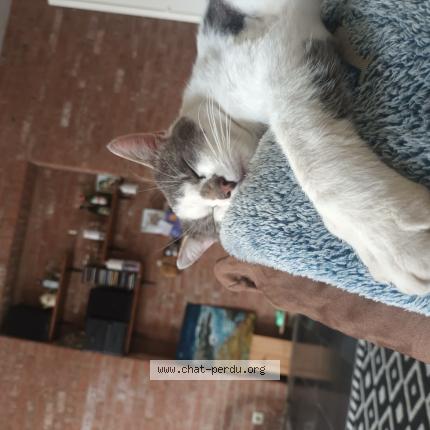 Photo 1/1 paco Chat lost in Fraire