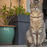 Picture of cat lost at Chateauneuf De Grasse