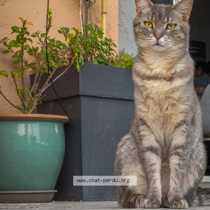 Photo 1/1 Zizou Chat lost in Chateauneuf de grasse