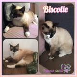 Picture of cat lost at Pulligny