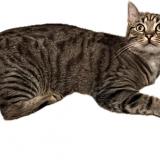 Picture of cat lost at Orgon