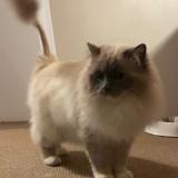 Picture of cat lost at Montesson