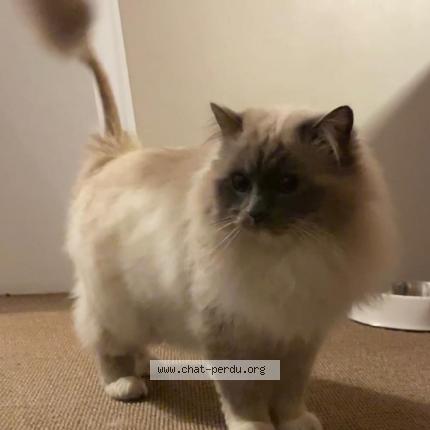 Photo 1/1 NEO Chat lost in Montesson