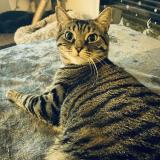 Picture of cat lost at Ramoulu