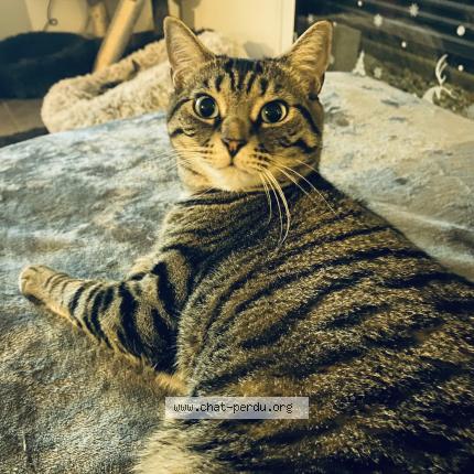 Photo 1/1 Sam Chat lost in Ramoulu