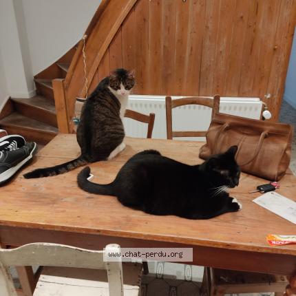 Foto van vermiste kat in Kraainem