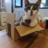 Picture of cat lost at Domazan