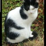 Picture of cat lost at Sens