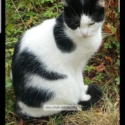 Photo 1/1 BELLA Chat lost in Sens