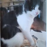 Picture of cat lost at Magny En Vexin