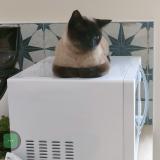 Picture of cat lost at Sauzet